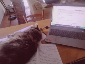 Arbeit als vegane Ernährungsberaterin mit Katze vorm Laptop