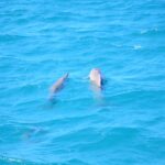 Delfine im roten Meer